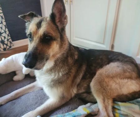 Picture Hills Pet Hospital