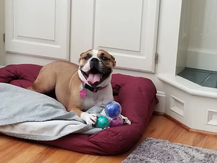 Picture Hills Pet Hospital Picture 6