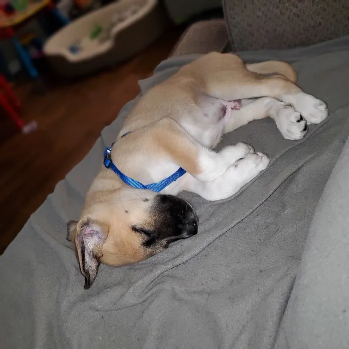 Picture Hills Pet Hospital Picture 4