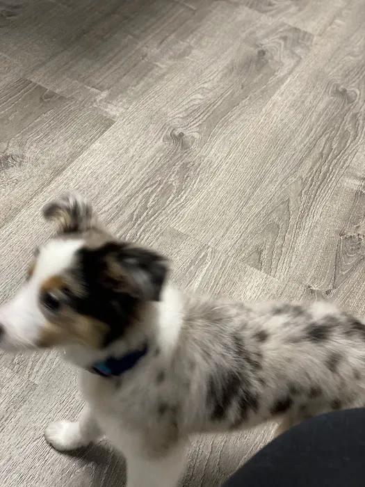 Picture Hills Pet Hospital Picture 7