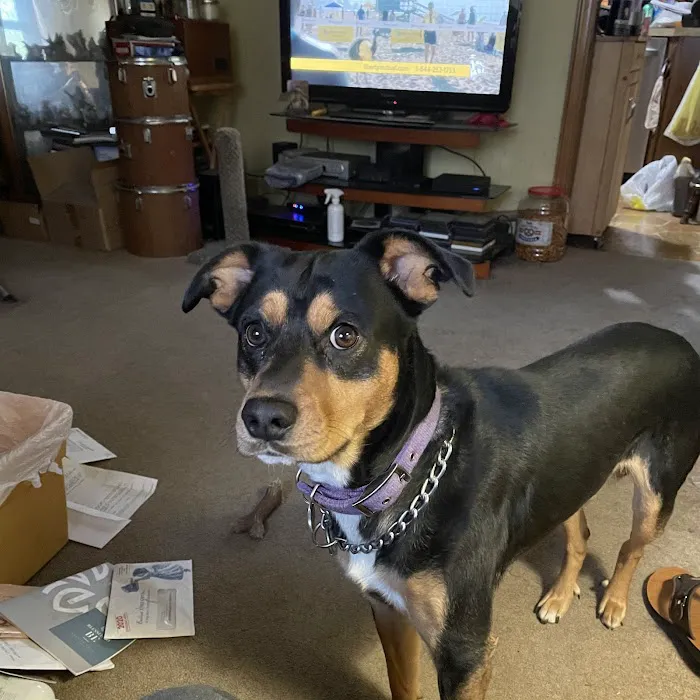 Picture Hills Pet Hospital Picture 5