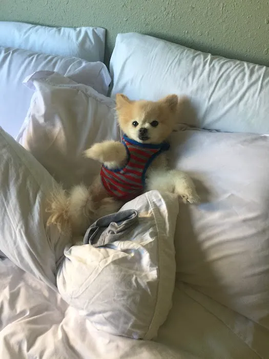 Sarah Sims, DVM Picture 1