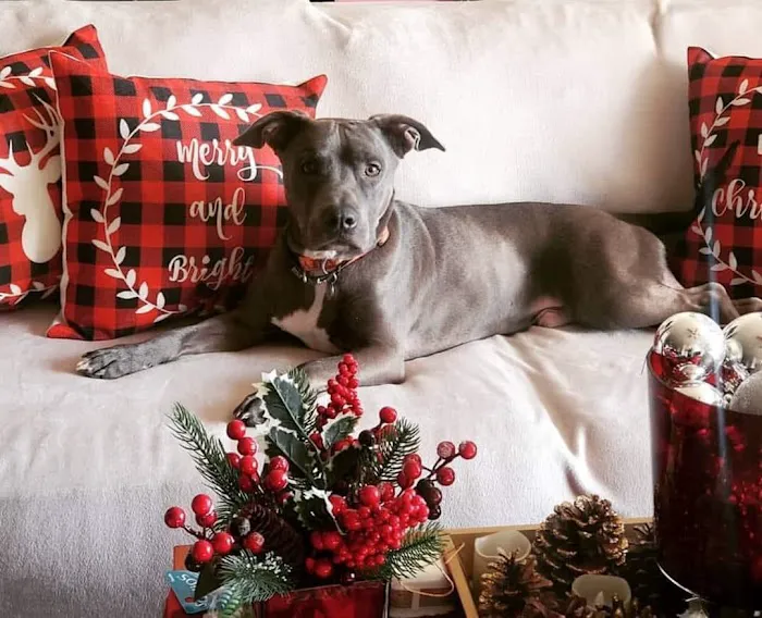 Taylor Animal Hospital of Parkville Picture 3