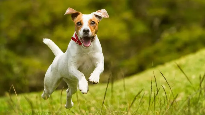 Taylor Animal Hospital of Parkville Picture 1