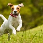 Taylor Animal Hospital of Parkville