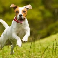 Taylor Animal Hospital of Parkville ico