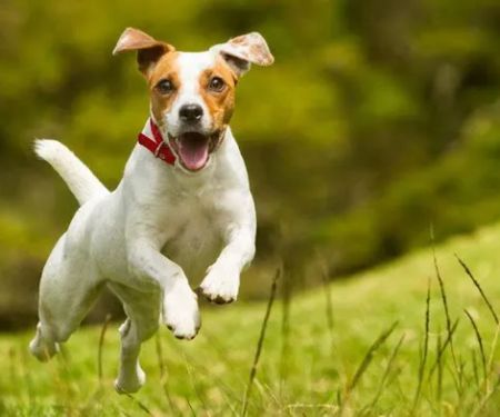 Taylor Animal Hospital of Parkville