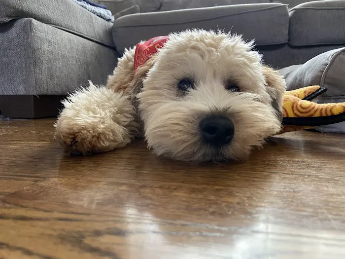 Taylor Animal Hospital of Parkville Picture 5