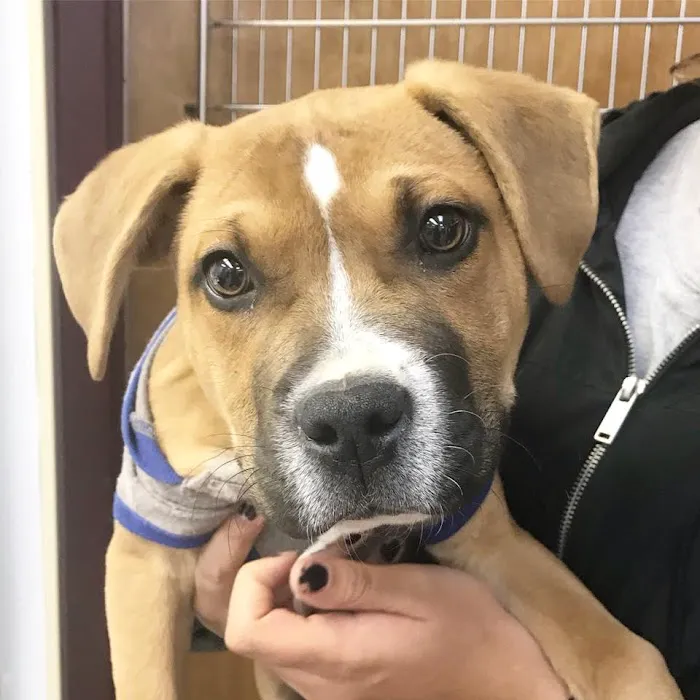 Taylor Animal Hospital of Parkville Picture 6