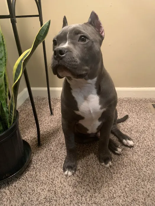 Taylor Animal Hospital of Parkville Picture 4