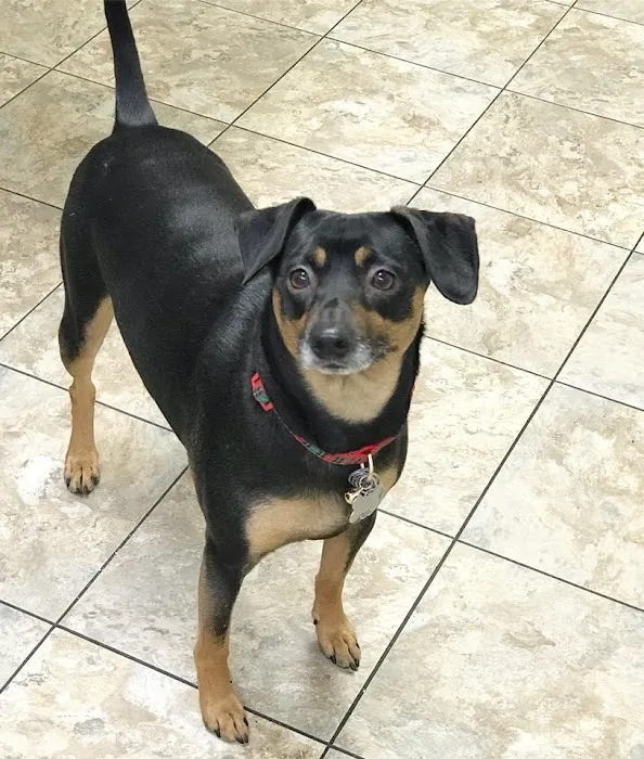 Taylor Animal Hospital of Parkville Picture 8