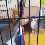 Parkville Heights Animal Hospital