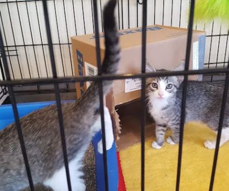 Parkville Heights Animal Hospital