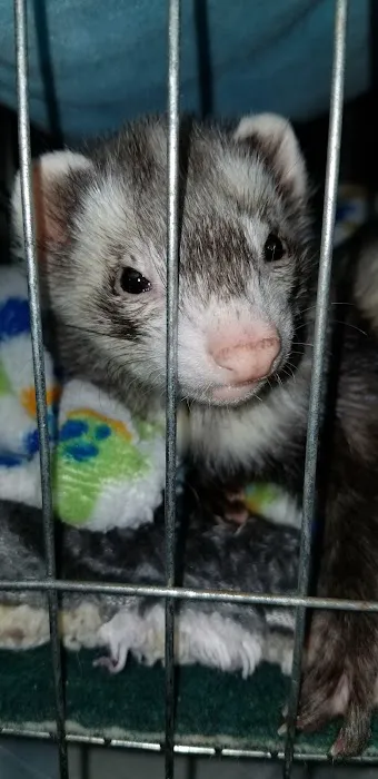 Parkville Heights Animal Hospital Picture 2