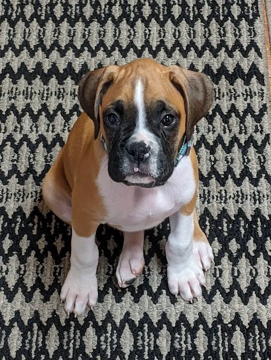 Parkville Heights Animal Hospital Picture 4