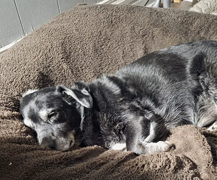 Parkville Heights Animal Hospital Picture 6