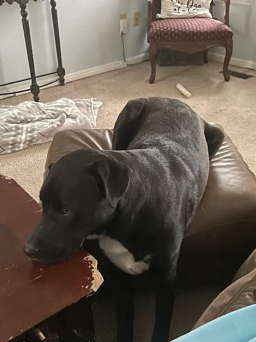 Parkville Heights Animal Hospital Picture 5