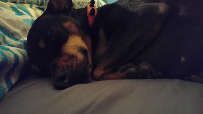 Animal Clinic of Antioch Annex Picture 2