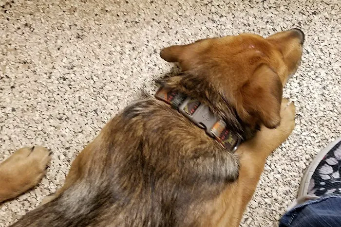 Animal Clinic of Antioch Annex Picture 3