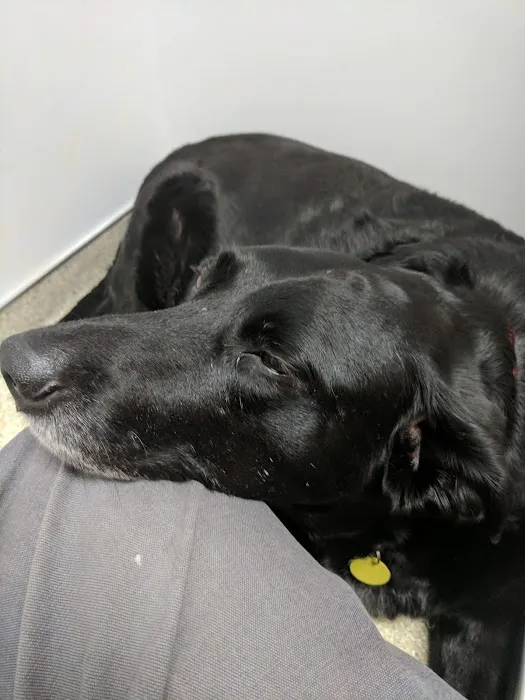 Maple Hill Animal Hospital Picture 1