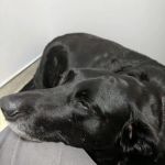 Maple Hill Animal Hospital