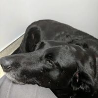 Maple Hill Animal Hospital ico