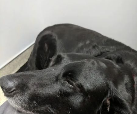 Maple Hill Animal Hospital