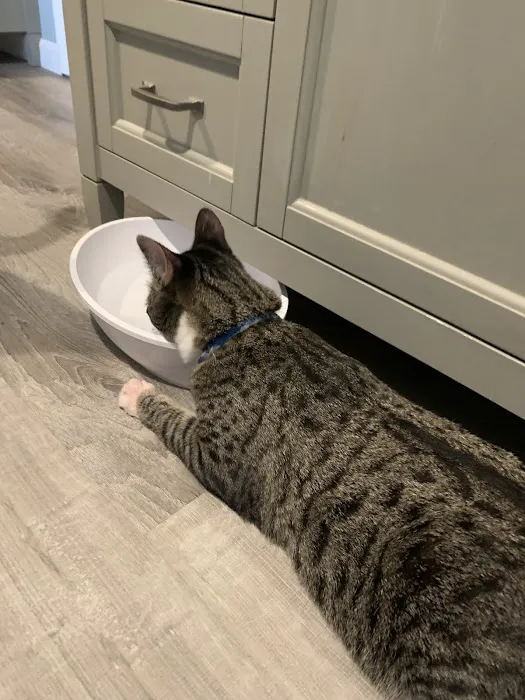 Maple Hill Animal Hospital Picture 3