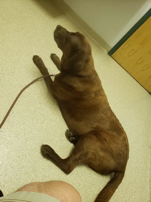 Maple Hill Animal Hospital Picture 5