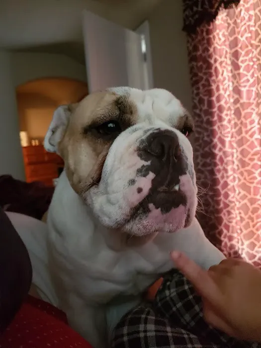 Fort Leavenworth Veterinary Treatment Facility Picture 9