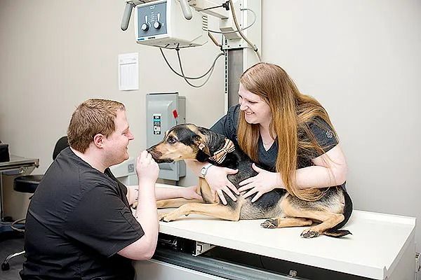 Dog & Cat Clinic Picture 7