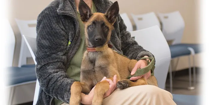 Dog & Cat Clinic Picture 8