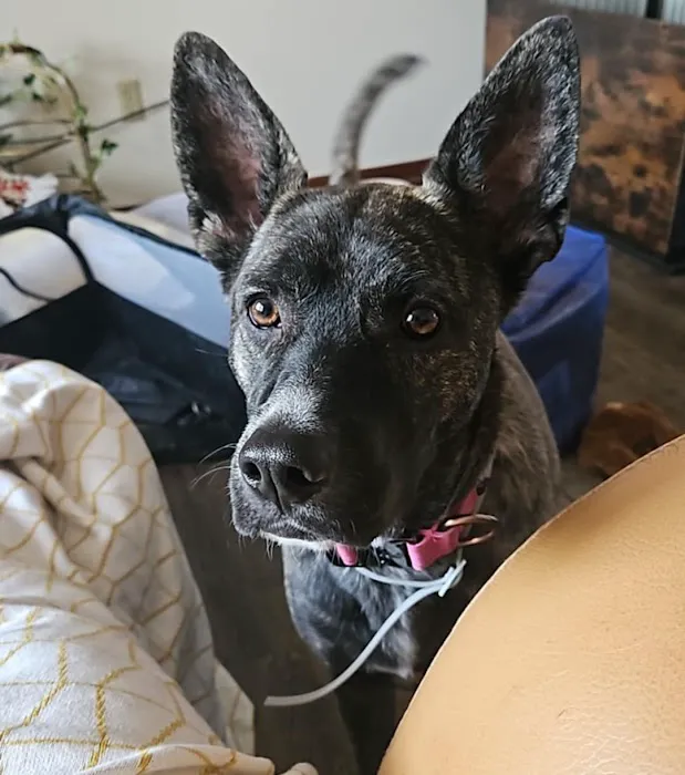 Pioneer Animal Hospital Picture 1