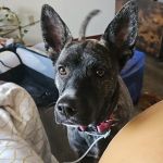 Pioneer Animal Hospital