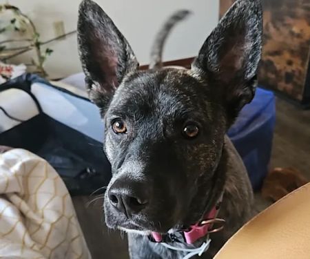 Pioneer Animal Hospital