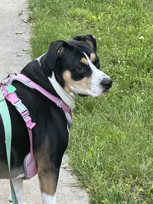 Pioneer Animal Hospital Picture 8