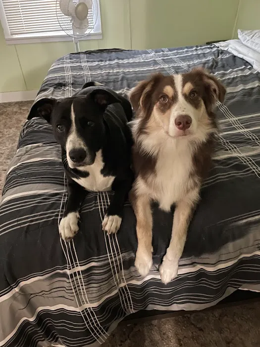 Pioneer Animal Hospital Picture 5