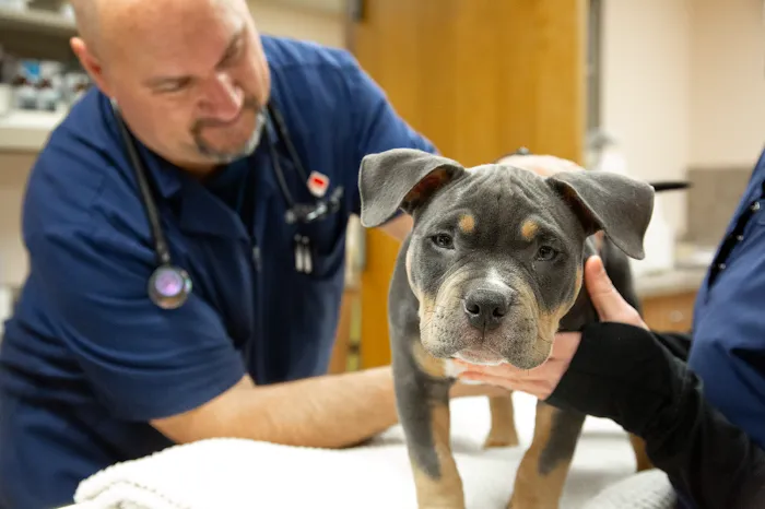 Pioneer Animal Hospital Picture 10