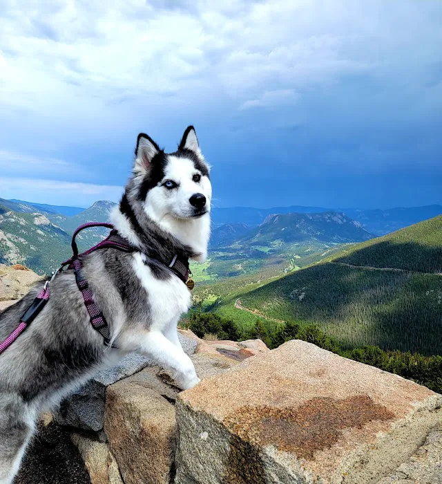 Loving Care Animal Health Picture 3