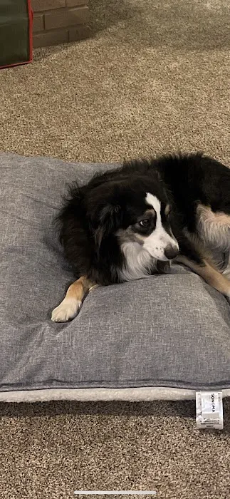 Loving Care Animal Health Picture 1