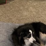 Loving Care Animal Health