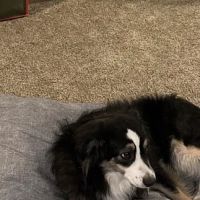 Loving Care Animal Health ico