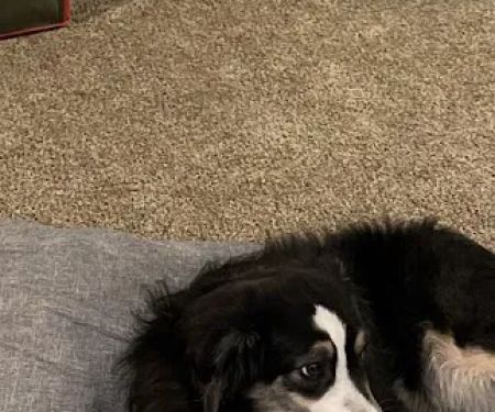 Loving Care Animal Health