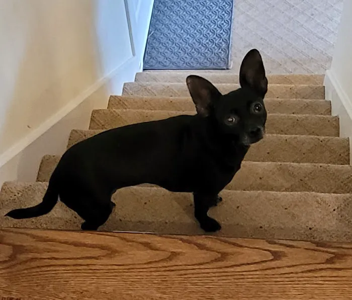 Loving Care Animal Health Picture 4