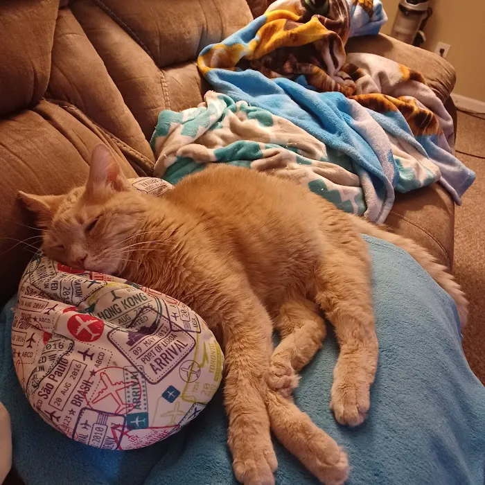 Loving Care Animal Health Picture 5