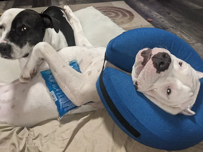 Loving Care Animal Health Picture 7