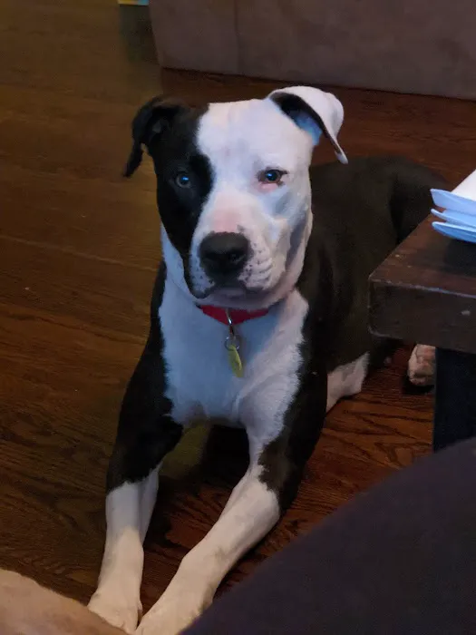 Loving Care Animal Health Picture 10