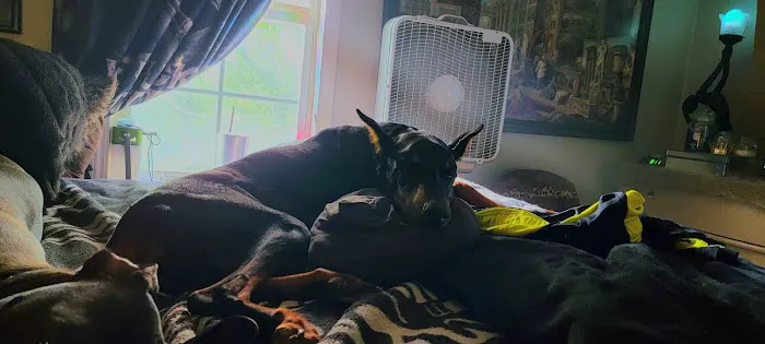 Claycomo Animal Hospital Picture 2