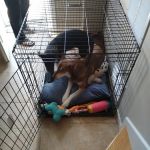 Claycomo Animal Hospital