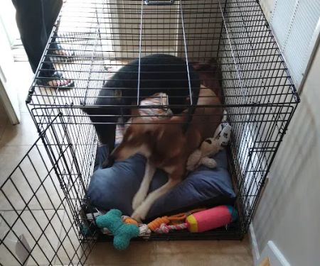 Claycomo Animal Hospital